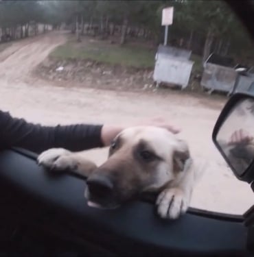 İNSANIN İÇİNİ ISITAN BULUŞMA ONU GÖREN KÖPEKLER, BİR AN BİLE OLSUN YANINDAN AYRILAMIYOR