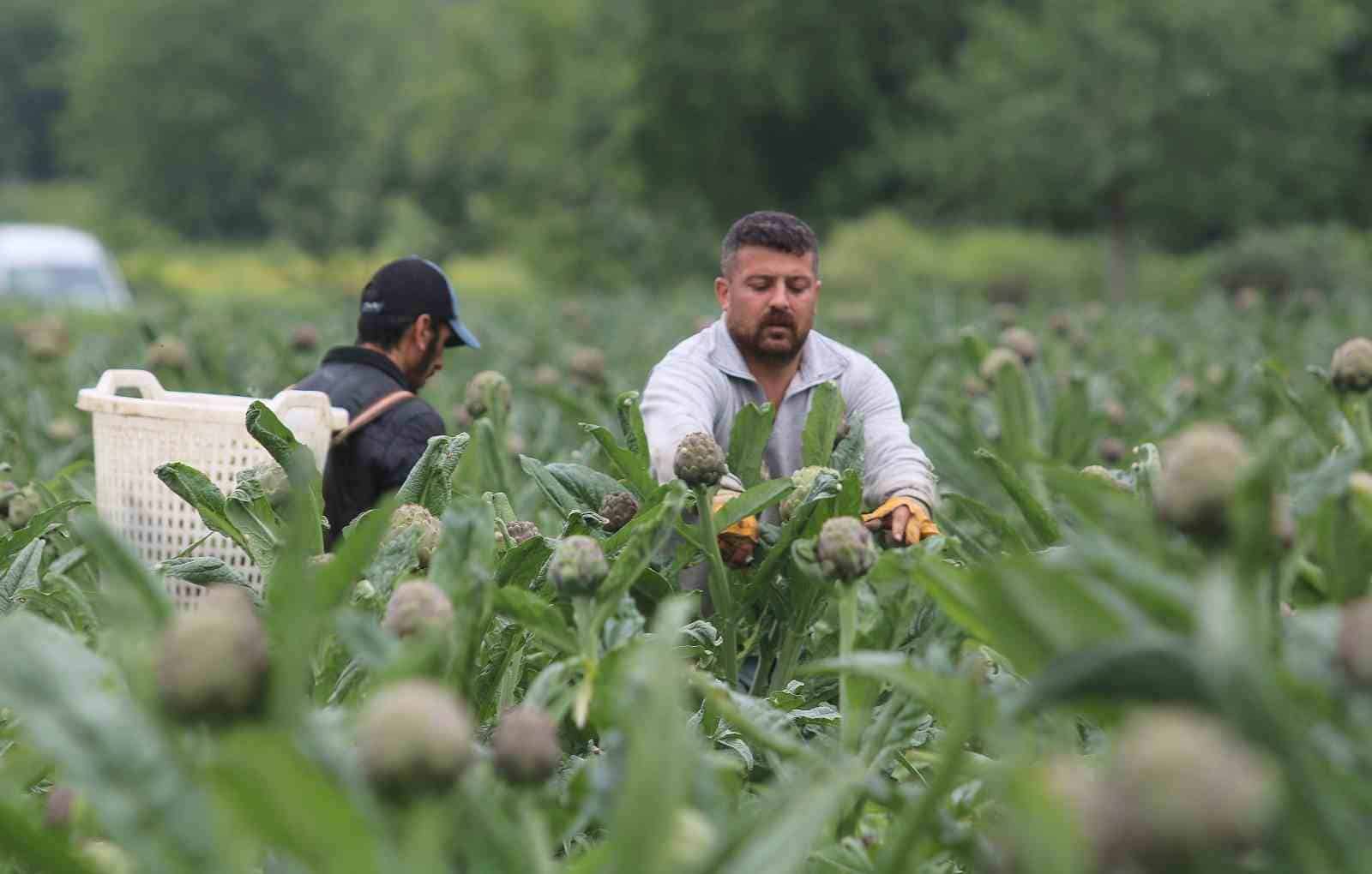 (Özel) Coğrafi işaret tescilli Hasanağa enginarında hasat zamanı