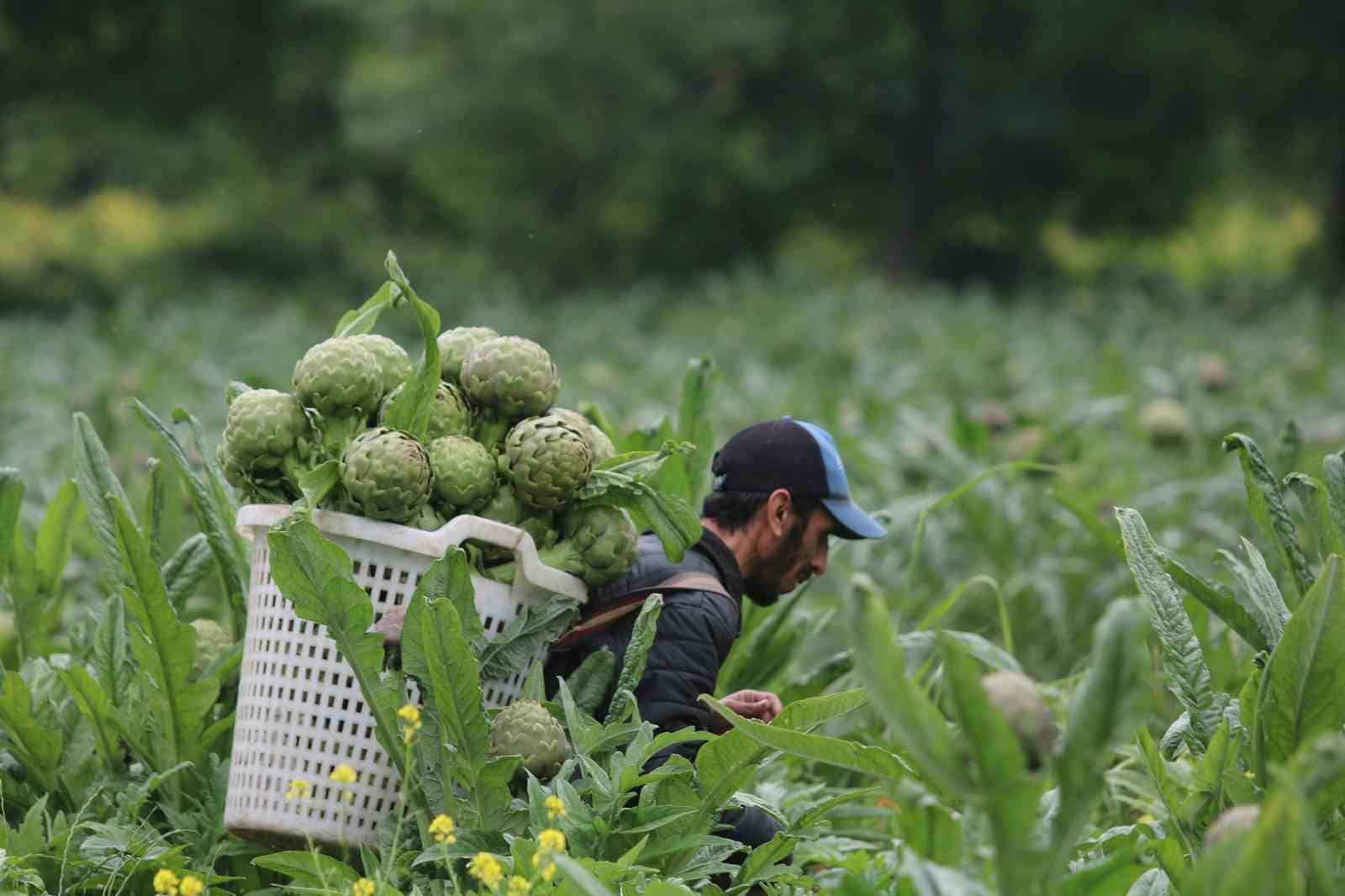 (Özel) Coğrafi işaret tescilli Hasanağa enginarında hasat zamanı