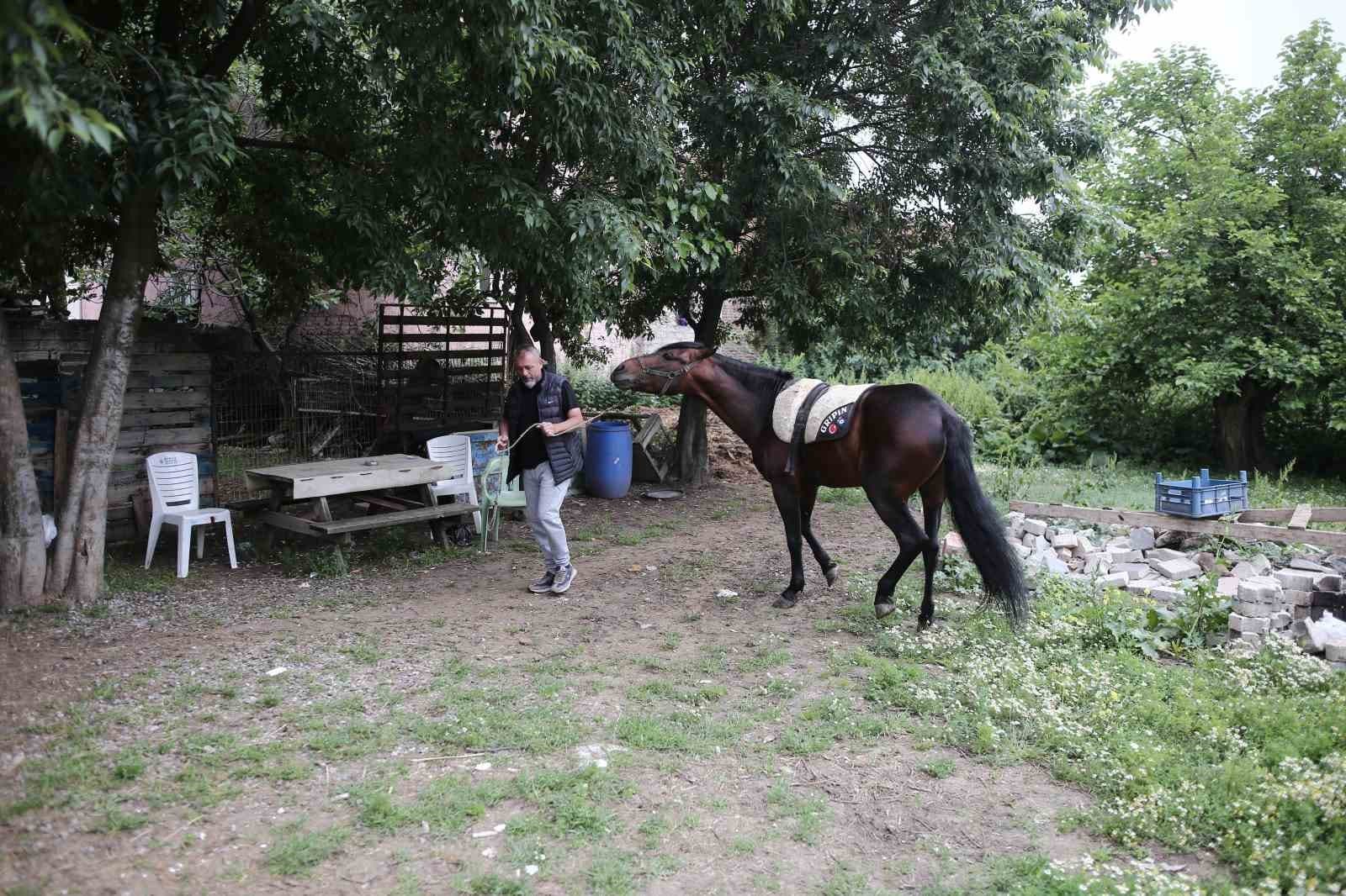 (Özel) "Uludağ" isimli tay annesinin karnındayken satıldı