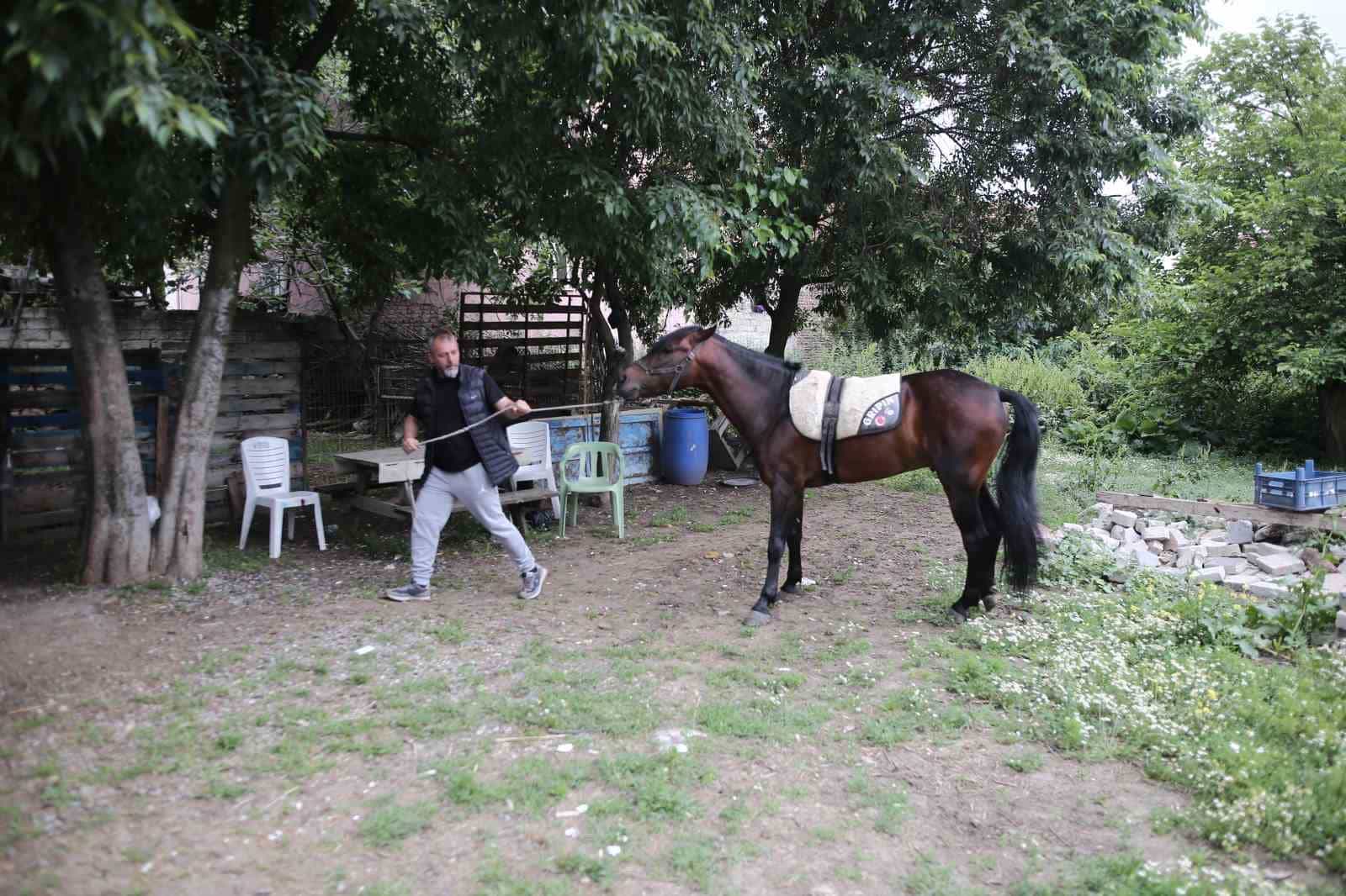 (Özel) "Uludağ" isimli tay annesinin karnındayken satıldı