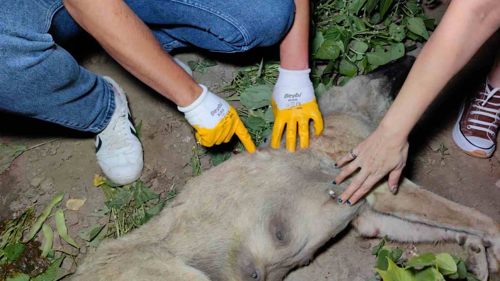 Doğum yapmış köpeği av tüfeği ile vurarak öldürdüler