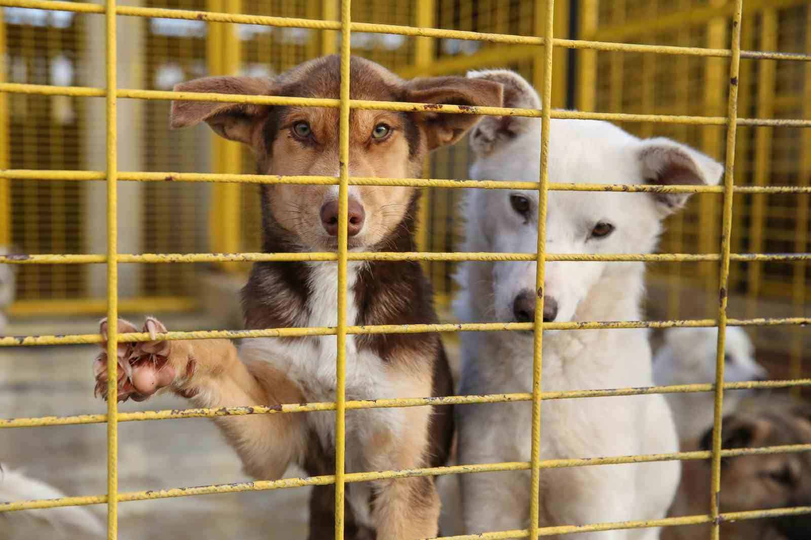 (Özel Haber) Nilüfer’deki sahipsiz sokak hayvanları tek tek kısırlaştırılıyor