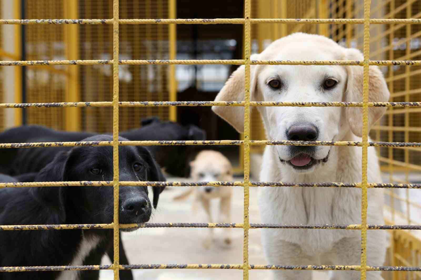 (Özel Haber) Nilüfer’deki sahipsiz sokak hayvanları tek tek kısırlaştırılıyor