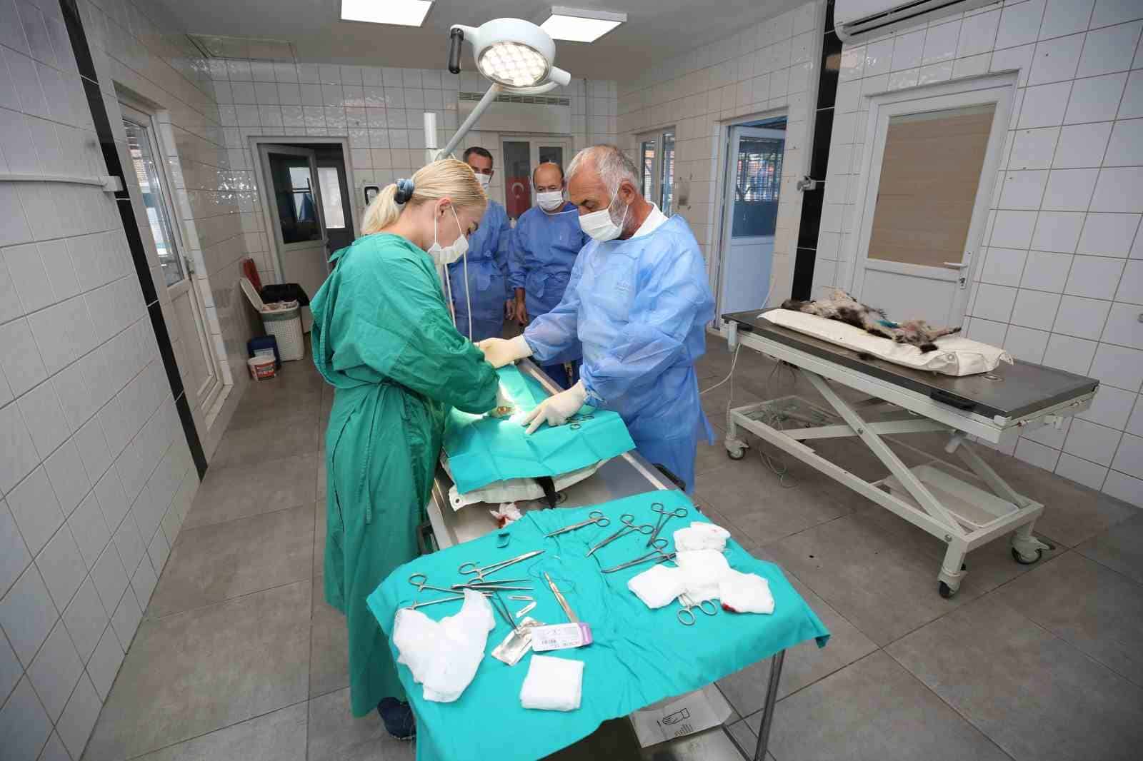 (Özel Haber) Nilüfer’deki sahipsiz sokak hayvanları tek tek kısırlaştırılıyor