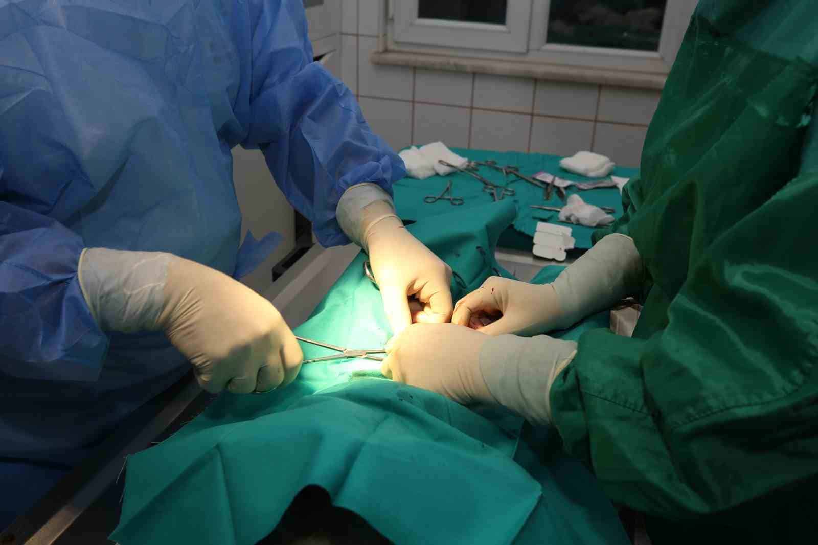 (Özel Haber) Nilüfer’deki sahipsiz sokak hayvanları tek tek kısırlaştırılıyor