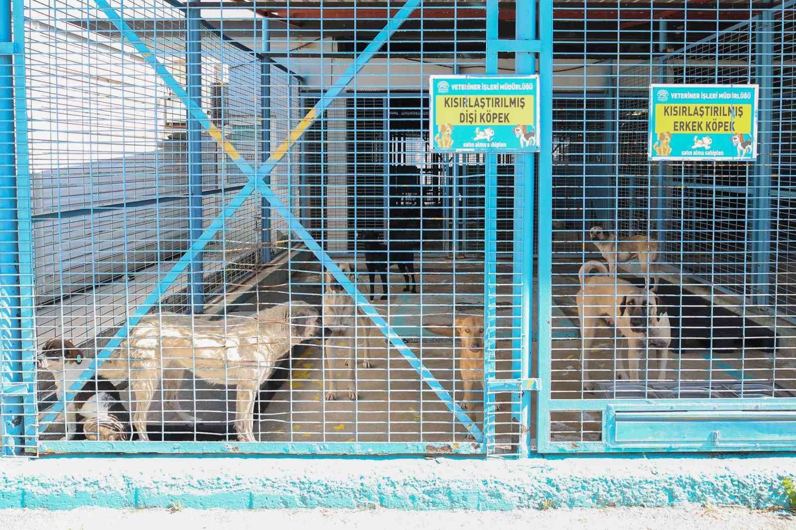 (Özel Haber) Nilüfer’deki sahipsiz sokak hayvanları tek tek kısırlaştırılıyor