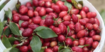 (ÖZEL) KIZILCIKTA HASAT ZAMANI