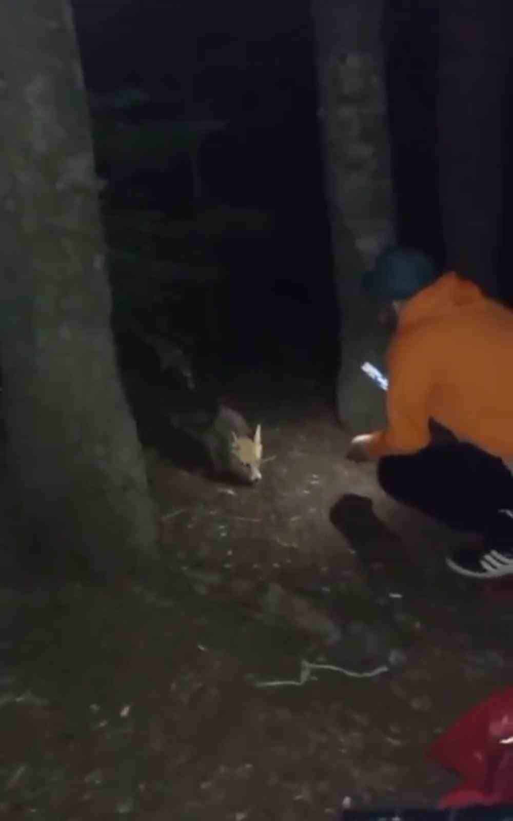 Uludağ’da yanına gelen tilkiye köfte ikram etti