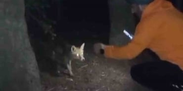 Uludağ’da yanına gelen tilkiye köfte ikram etti