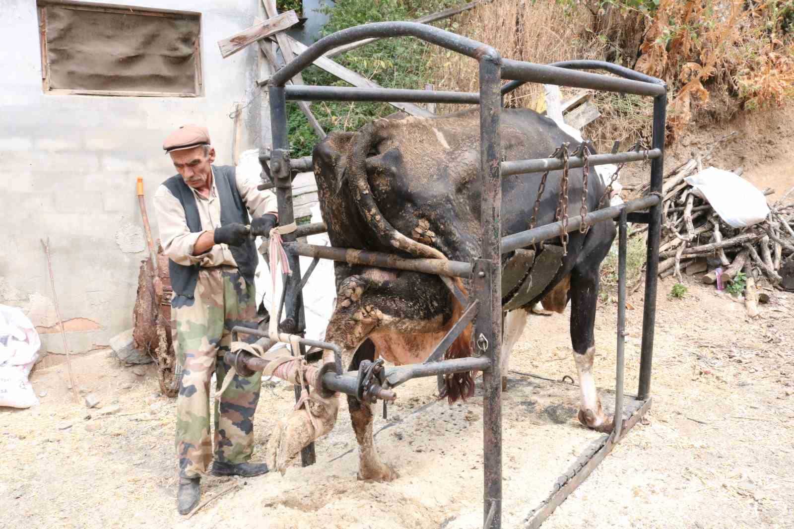 İneklere manikür - pedikür yapıyor