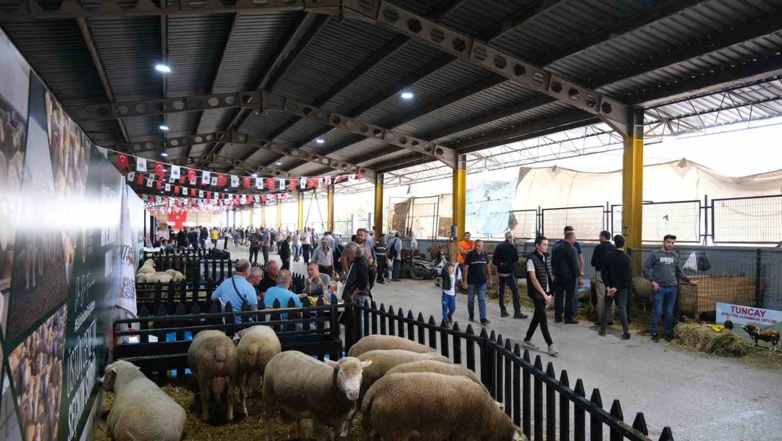 Podyum koç ve süs tavuklarının