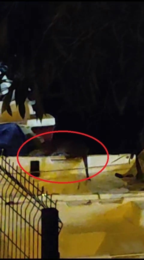 Nesli tükenme tehlikesinde olan su samuru Bursa’da görüntülendi