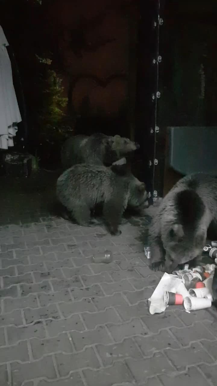 (Özel) Uludağ’da aç kalan ayılar dükkanları talan etti