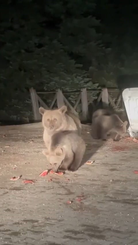 (Özel) Uludağ’da aç kalan ayılar dükkanları talan etti