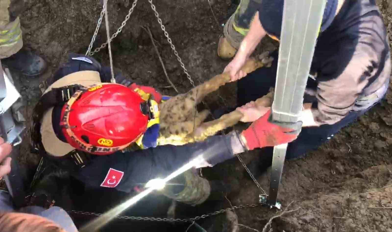 Su kuyusunda 4 gün mahsur kalan kuzuyu itfaiye ekipleri kurtardı