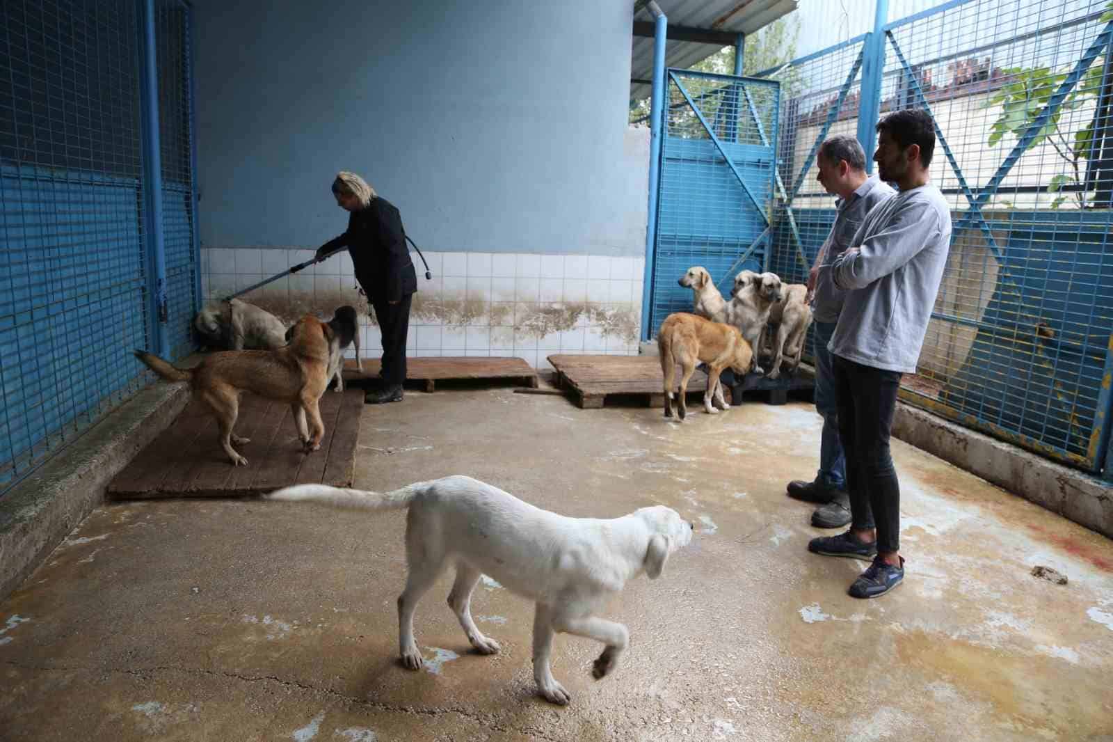 Sürü halinde dolaşan sokak köpeklerinden korunma tüyoları