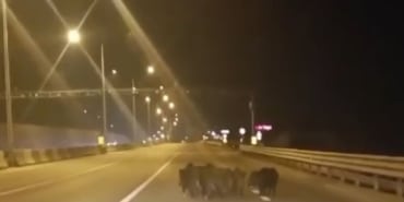 Anayola çıkan domuzlar, sürücülere zor anlar yaşattı