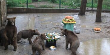 YAVRU AYILARA DOĞUM GÜNÜ SÜRPRİZİ GİRESUN VE BURSA'DA ORMANDA BULUNUP TEDAVİ EDİLEN 5 YAVRU AYIYA İLK YAŞLARINDA DOĞUM GÜNÜ PASTASI KESİLDİ