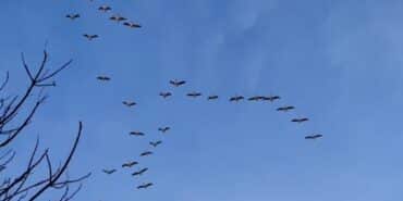 PELİKAN SÜRÜSÜ BURSA SEMALARINDA GÖRSEL ŞÖLEN OLUŞTURDU