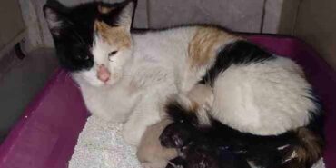 Kedi, İnegöl Devlet Hastanesi’nde doğum yaptı