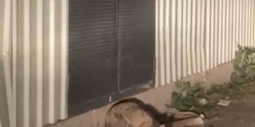 Aç kalan tilki ilçe merkezine indi