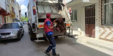 Ayıyı parçalayıp çöpe attılar