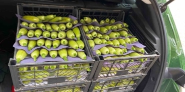 Bursa’da üretilen kabak çiftçinin yüzünü güldürdü