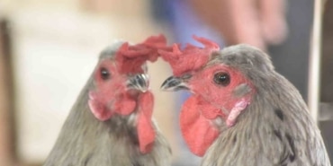 Görenler şaşırdı: Tavuk mu horoz mu