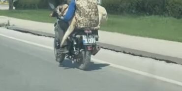 Hem kendi canlarını hem köpeği tehlikeye attılar