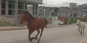 GÖREN GÖZLERİNE İNANAMADI, BAŞIBOŞ ATLAR CADDE ÜZERİNDE DÖRTNALA KOŞTU KENT MERKEZİNDE BAŞIBOŞ ATLAR CADDEYİ HİPODROMA ÇEVİRDİ