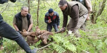 ULUDAĞ'DA YARALI AYI SEFERBERLİĞİ JANDARMA VE DKMP EKİPLERİNDEN ULUDAĞ'DA NEFES KESEN AYI KURTARMA OPERASYONU ULUDAĞ YOLUNDA ARABANIN ÇARPMASI SONRASI YARALANDIKTAN ORMANA KAÇIP DERE YATAĞINA MAHSUR KALAN GENÇ AYI, 24 SAATLİK NEFES KESEN OPERASYONLA KURTARILDI YARALI HALDE ULUDAĞ'I BİRBİRİNE KATAN GENÇ AYI, JANDARMA EKİPLERİ TARAFINDAN DERE YATAĞINDA KISTIRILIP VETERİNER HEKİMLER TARAFINDAN UYUŞTURUCU İĞNE ATILARAK BAYILTILDI METRELERCE DERİNLİKTEKİ VADİDEN DERE YATAĞINA İNEN JANDARMA VE DKMP EKİPLERİ YARALI AYIYI URGANLA BAĞLAYIP YUKARIYA TAŞIDI
