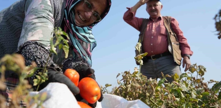 Domates tarlada kalmayacak, Bakanlıktan salça fabrikalarına destek geldi