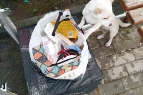 Yavru köpek soğukta "Sahiplenin" notuyla durağa bırakıldı