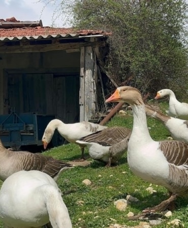 Kick boksçu "kaz tüyü" topluyor ihraç ediyor yorgan yapıyor