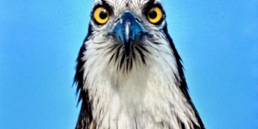 TÜRKİYE'DE NADİR GÖRÜLEN BALIK KARTALI BURSA'DA GÖRÜNTÜLENDİ