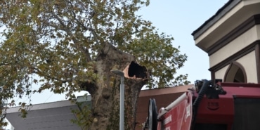 BURSA'NIN ASIRLIK ÇINARI KORUMA ALTINA ALINDI