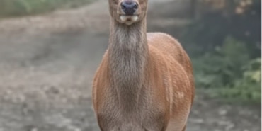 ORMAN SOFRASINDA KIZIL GEYİK ÖĞLE YEMEĞİNDE