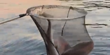 GEMLİK KÖRFEZİ'NDE BALIKÇILARIN OLTASINA KÖPEK BALIĞI TAKILDI