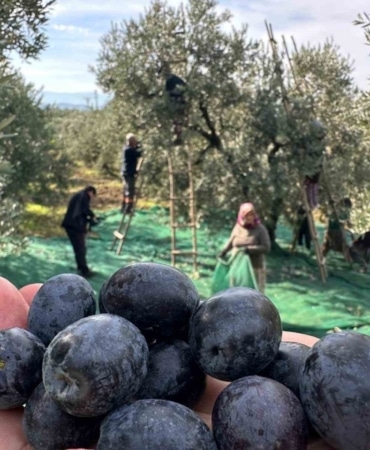 İsviçre sofralarını süsleyen zeytinde bu yıl kalite yüksek