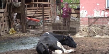 Şapa karşı en radikal koruma aşı: Aşılamayı ihmal etmeyin