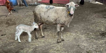 Şapa karşı ’hayvanlara küflü domates yedirmeyin, idrar içirmeyin’ uyarısı