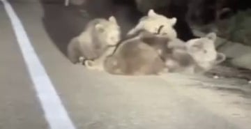 Uludağ’da vahşi doğanın en tatlı anı... Anne ayı yavrularını emzirirken görüntülendi