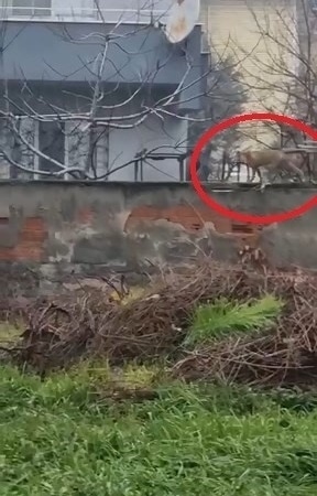 Sokak aralarında gezen tilki dikkat çekti