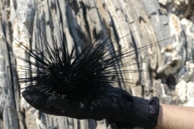 Marmara’nın denizkestanesi avcılığına açılmasına tepki