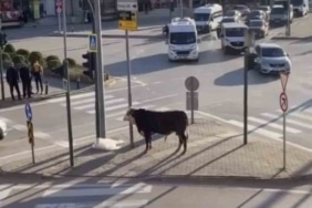 Bursa’da kaçan boğa trafiği karıştırdı, Ankara yolunda metrelerce koştu