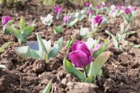 Osmangazi’nin her bir noktası çiçek açtı