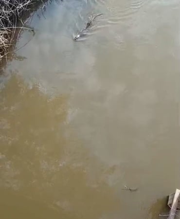 Bursa’da deredeki su samuru şaşırttı