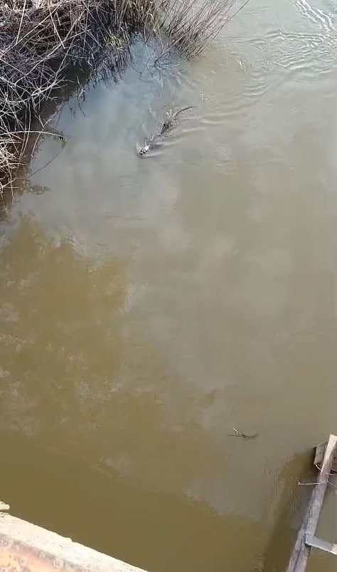 Bursa’da deredeki su samuru şaşırttı