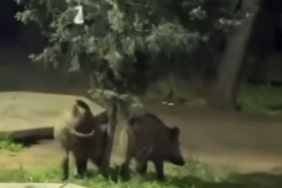 Bursa’da domuzlar piknik alanlarına indi